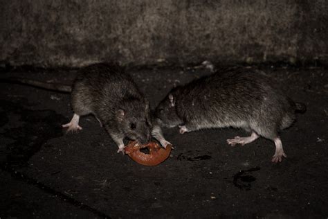 Pourquoi Les Rats Sont Ils De Plus En Plus Nombreux Dans Les Squares