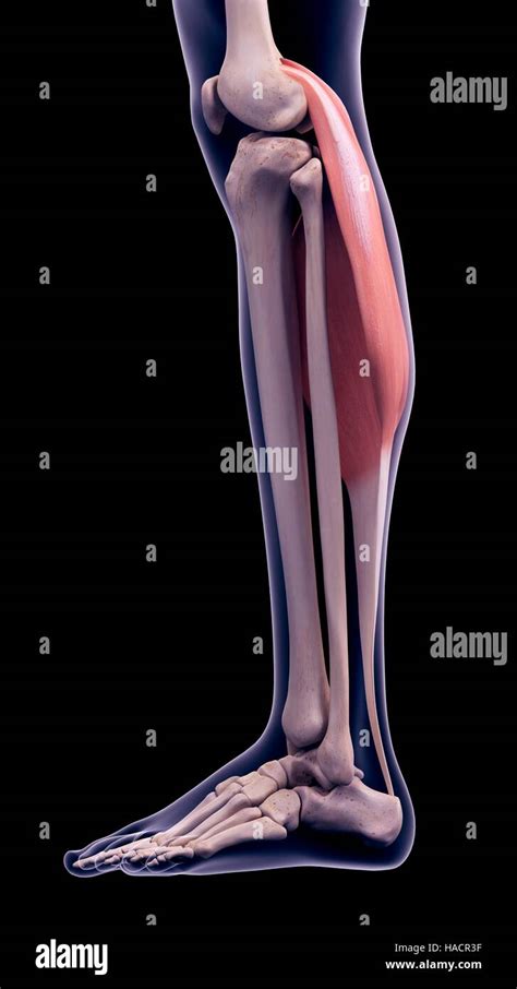 Ilustración Del Músculo Gastrocnemio Fotografía De Stock Alamy