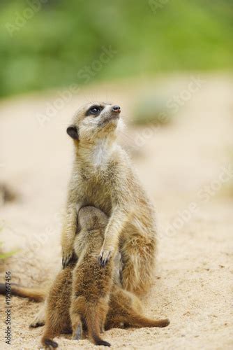 Meerkat Mother Feeding Babies In Zoo Bavaria Germany Stockfotos Und