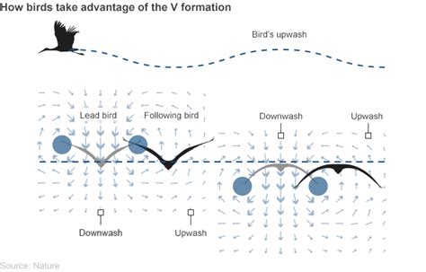 Why Birds Fly In V Formation Finally An Explanation Guardian Liberty Voice