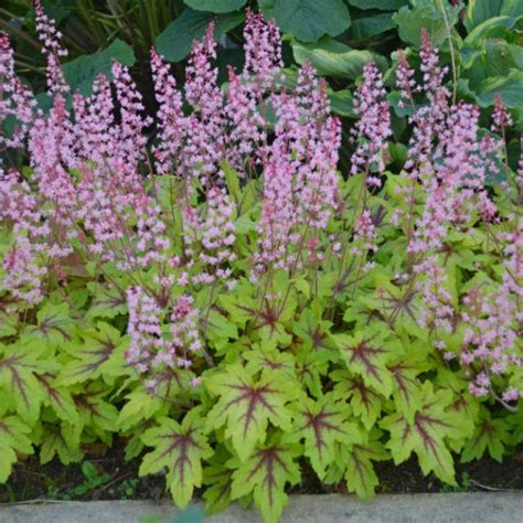 Perennials For Shade That Bloom All Summer The Garden Glove Shade