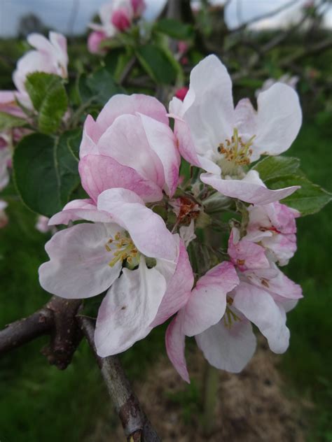 Catshead Flower Walcot Organic Nursery