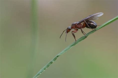 Die fliegenden exemplare befinden sich von mai bis august auf hochzeitsflug. Hilfe: Fliegende Ameisen im Haus | ZUHAUSE.net