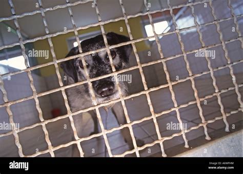 Dog Behind Protectiv Grating Safety Guard In A Kennel In Animal Shelter
