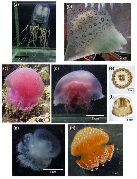 Jellyfish Species Identified In This Study From Sabah A Chironex