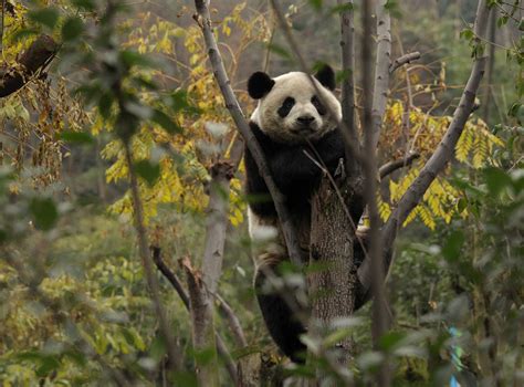 Cctv Unexpectedly Catches Rare Wild Giant Panda On Midnight Stroll