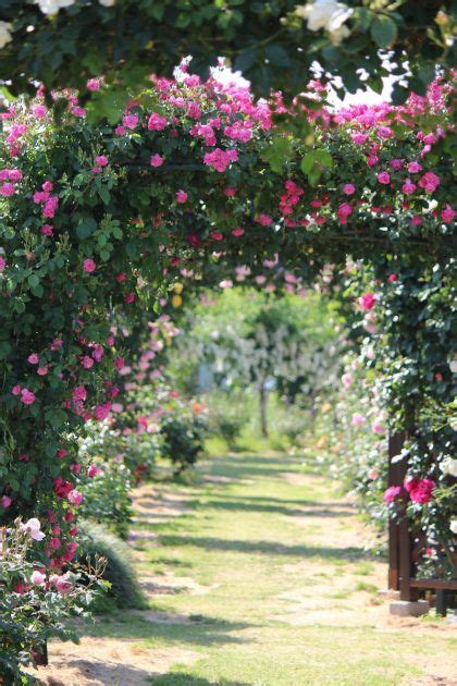 Ideen Für Einen Rosengarten Planungswelten Garten Rosengarten Rosen