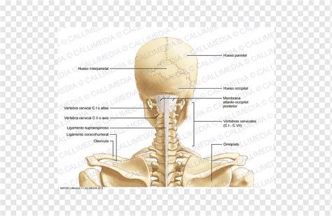 Posterior Head Anatomy