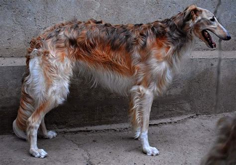 Look At This Borzois Coat Borzoi Dog Dog Breeds Wild Dogs