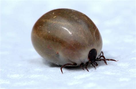 American Dog Tick Bites And Diseases