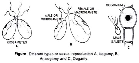 Methods Of Reproduction In Algae