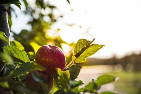 Ripe Apples On Tree Branch Ready For Harvesting Fruit Picking In Apple