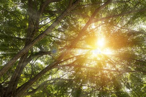 Forest Tall Trees Pine Grass Sun Rays Beautiful Rays Of Sunlight