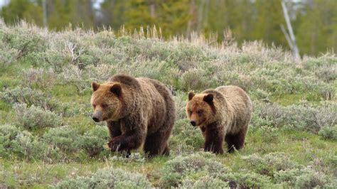 There Could Be A Grizzly Bear Trophy Hunt Around Yellowstone National