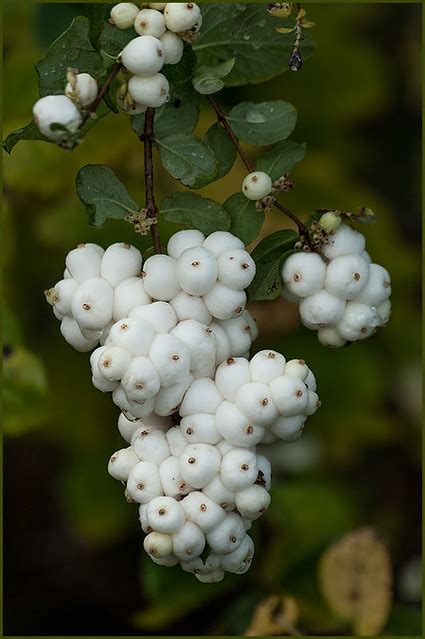 Snowberries Symphoricarpos Commonly Known As The Snowberr Flickr