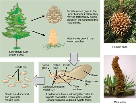 Sexual Reproduction In Gymnosperms Biology For Non Majors Ii