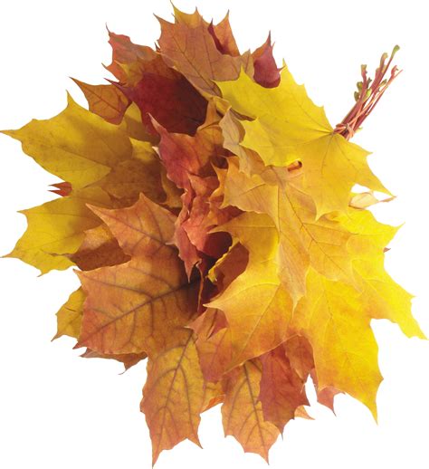Autumn Leaf Png Image For Free Download