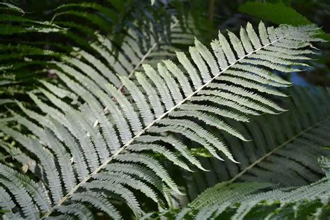 10 Ferns For Zone 6 Plantglossary