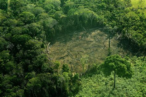 Conflicting Data How Fast Is The World Losing Its Forests Yale E360