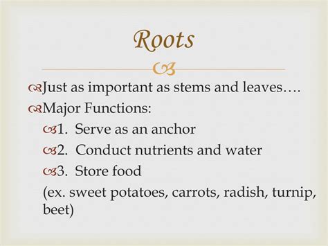 Ppt Roots Powerpoint Presentation Free Download Id2419597