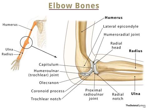 Elbow Bones Names Basic Anatomy Diagrams