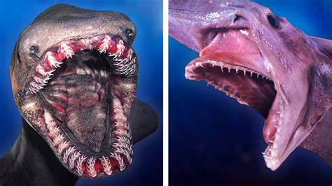 Scariest Deep Sea Creatures Ranked By How Horrifying