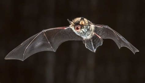 Bird And Bat Removal Pest Elimination And Control In Park City