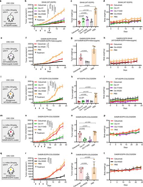 The In Vivo Antitumor Activities Of The Cetuximab Variants In Mouse