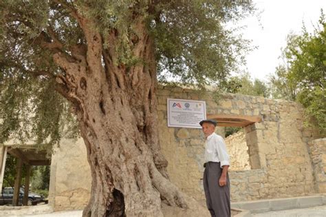 820 Yıllık Anıt Zeytin Ağacı Koruma Altına Alındı Mersin Mut Haberleri
