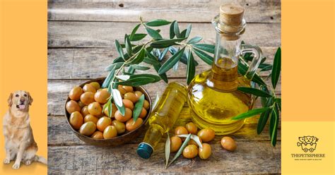 Can Dogs Eat Olive And Olive Oil Heres What You Need To Know The