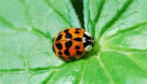 Orange Ladybugs What They Really Are And Why They Are A Threat