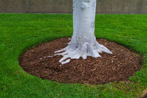 3 Creative Ways To Deal With Exposed Tree Roots The Practical Planter