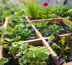 The Sustainable Garden Craigslist St Louis S Eco Friendly Farm And Garden Hub