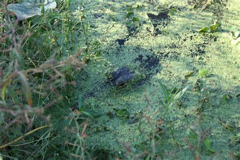 Alligator Camouflage Flickr Photo Sharing