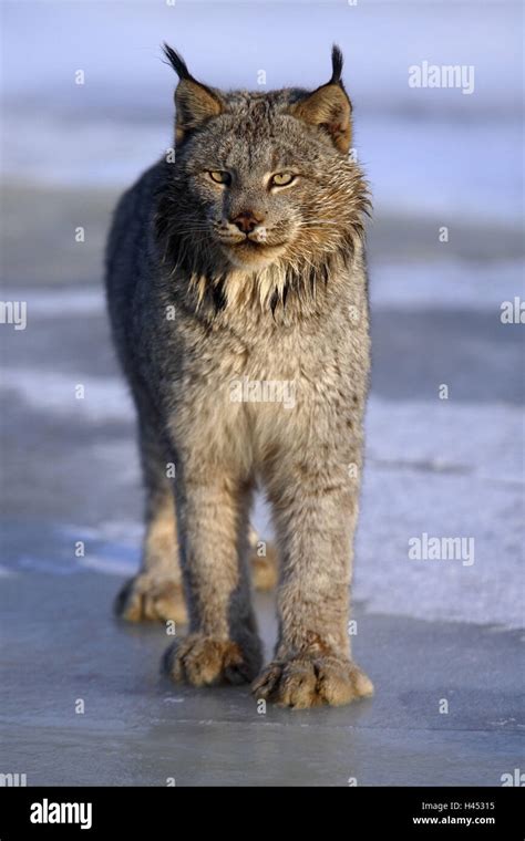 Canadian Lynx Lynx Canadensis Snow Go Stock Photo Alamy