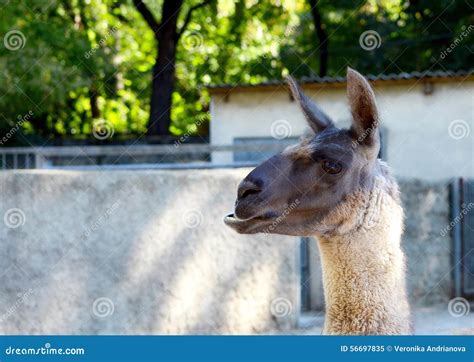 Portrait Of A Brown Llama Stock Image Image Of Ears 56697835