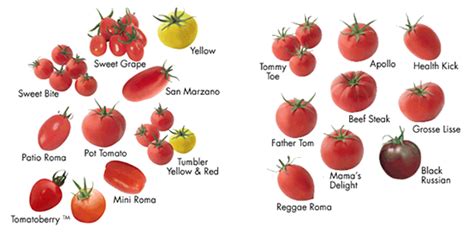Types Of Tomatoes Vegetable