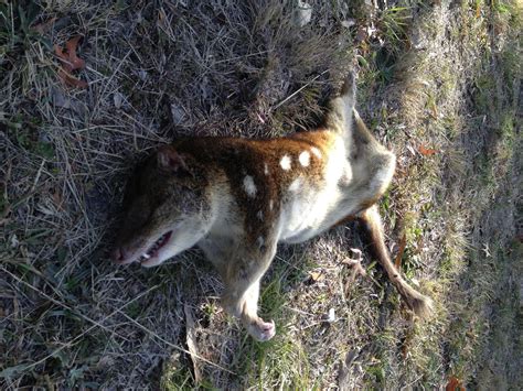 Daves Act Quoll Found On Isabella Drive Canberra