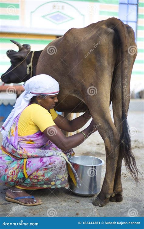 Woman Milking A Cow In South India Editorial Photo Image Of Food