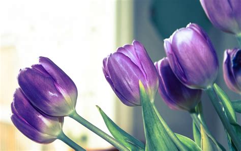 Purple Tulips Flowers Hd Wallpaper Png Transparent Best