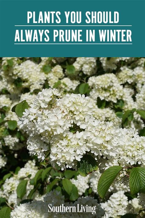 Plants You Should Always Prune In Winter Planting Shrubs Prune