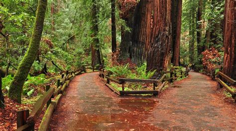Muir Woods National Monument In Mill Valley Expedia