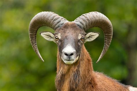 Premium Photo European Mouflon Ovis Aries Musimon Standing In The