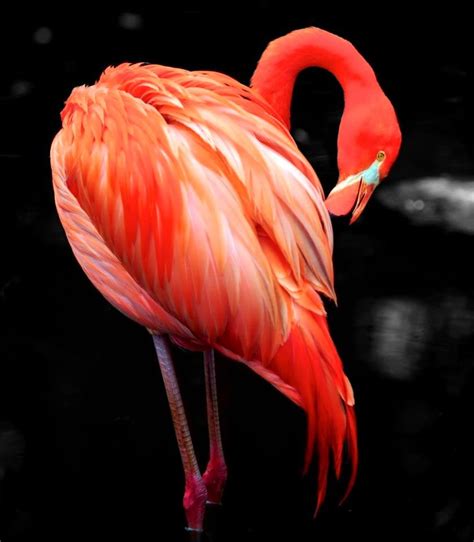 Flamingo South Africa