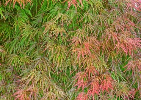 Lace Leaf Japanese Maple Kim Winkeler Flickr