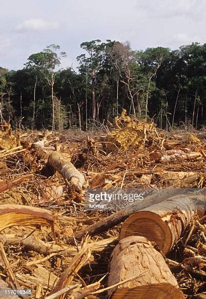 Deforestation Amazon Rainforest Photos And Premium High Res Pictures
