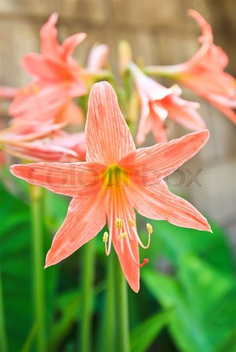 Where does the church get some of the legendary stories of st. St. Joseph's lily (Hippeastrum ... | Stock Photo | Colourbox