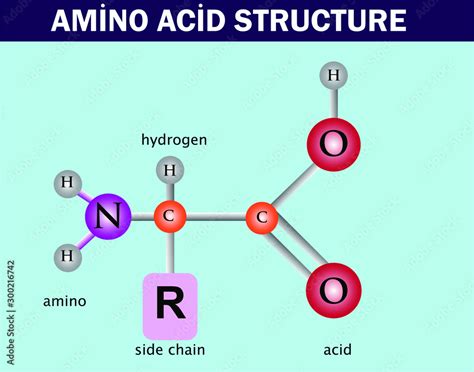 Amino Acid Structure Chemistry Lesson Stock Vector Adobe Stock