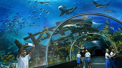 Sea Aquarium Aquarium Laut Terbesar Di Dunia Tempat Wisata Di