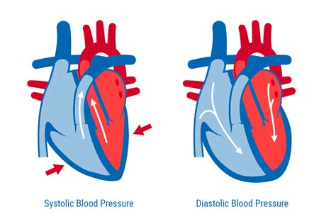 Whats Systolic And Diastolic Blood Pressure Cbse Class Notes Online